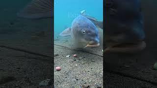 Feeding Frenzy: Carp in Action #fishing #carp #underwater