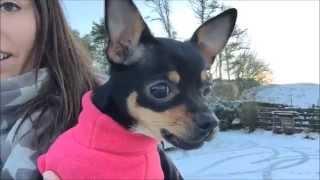 FUNNY CHIHUAHUA GROWLING