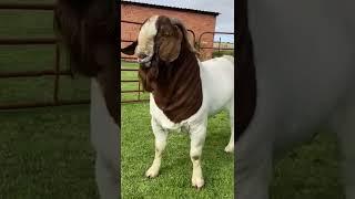 Top Boer Buck, Lukas Burguer Boer Goats Stud #boer #goats #goat #pets #farm