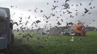 Ruhrgebietsflug Osterhofen 2015 (Auflass Brieftauben)