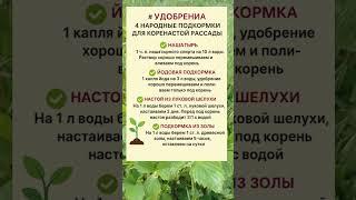  ЛУЧШИЕ НАРОДНЫЕ ПОДКОРМКИ ДЛЯ РАССАДЫ – СИЛЬНЫЕ КОРНИ БЕЗ ХИМИИ!