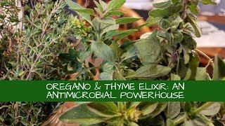 How to Make Oregano Thyme Elixir: an Anti-microbial Powerhouse!