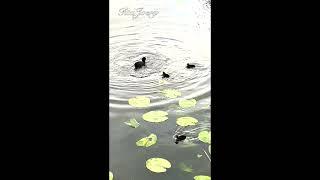 Mother Duck feeds Her Babies in the river - #duck #shorts