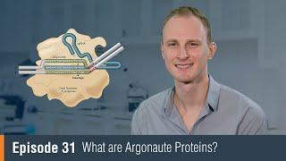 NEB TV Ep. 31 -What are Argonaute Proteins?