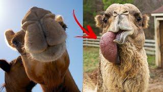 13 fun facts about camels || interesting facts about camels