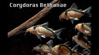 鼠博館 : 鼠魚圖鑑 - 秘魯帝王鼠 Corydoras bethanae