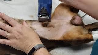 Patient Prep: Clip, Scrub, Block- Dog Neuter