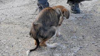 Starving Puppy | World's thinnest dog