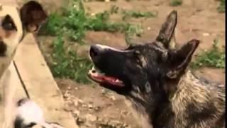 Сюжет о приюте для животных "Хати" на канале "Губерния"
