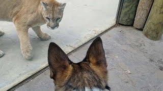 Cougar Tries To Attack Dog Standing Behind Glass