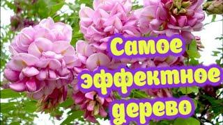 САМОЕ ЭФФЕКТНОЕ,АРОМАТНОЕ и ДОЛГОЦВЕТУЩЕЕ РАСТЕНИЕ/Елена Мир Семян и Цветов