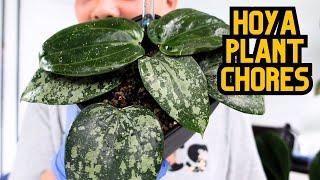 Hoya Plant Chores  potting propagations, hoya updates, hoya blooms  indoor houseplants