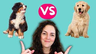 Bernese Mountain Dog vs Golden Retriever - Which Dog is Best for You?