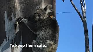 mOOvement Wildlife  Tracking Koalas