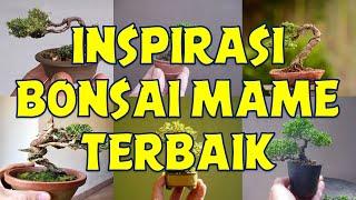 INSPIRASI BONSAI MAME TERBAIK - INSPIRASI BONSAI MINI