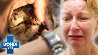 Vet Desperate Fights To Save Cat Poisoned After Ingesting Painkillers | Bondi Vet Clips | Bondi Vet