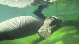 Manatease