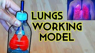 Lungs Working Model │ School Science Project