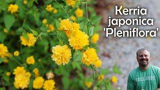 Kerria Japonica 'Plenaflora' - Japanese Rose