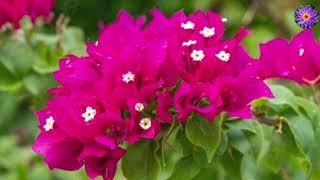 30 best permanent flowering plants in India | nonstop flowering plants | perennial flower plants