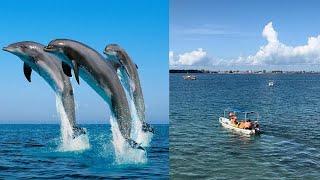 DOLPHIN TOUR IN WASINI ISLAND | GLASS BOAT TOUR | SNORKELING IN MOMBASA | SHIMONI VILLAGE | KENYA