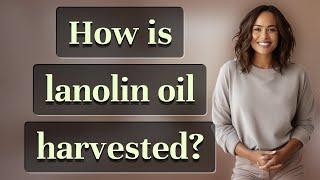 How is lanolin oil harvested?