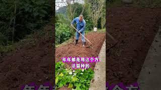 萝卜樱也能留种育苗记住这个萝卜留种方法 #农业种植 #蔬菜种植 #萝卜种植 #萝卜高产 #种植小技巧