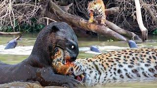 Hungry Jaguar Recklessly Enters Otter's Territory To Hunt And Get Painful Ending.