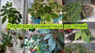 Пересадка комнатных растений/ ревизия цветов