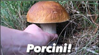 Foraging & Cooking Porcini AKA CEP, Penny Bun Mushroom.