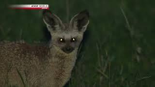 Wildlife Documentary - An Ear for Danger Bat Eared Fox