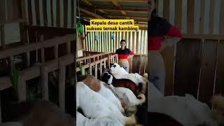 Kepala desa cantik sukses ternak kambing