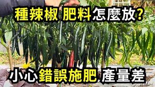 種辣椒如何施肥比較好?小心錯誤施肥方法，根系容易肥傷，辣椒產量差| 阿星種植