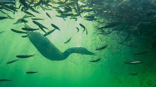 Loons Attack Giant Schools of Fish Underwater - Rare Hunting Footage