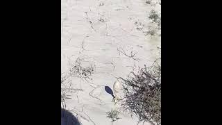 بریم برای صرف کتوب خوشمزه