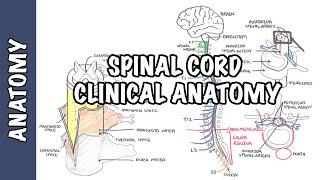 Spinal Cord - Clinical Anatomy and Physiology (dermatomes, blood supply, shingles, lumbar puncture)