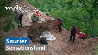 Sensationsfund: Saurierspuren bei Eisleben | MDR SACHSEN-ANHALT HEUTE | MDR