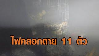 สลด ไฟไหม้บ้านย่านประชาอุทิศวอด คลอกแมวตาย 11 ตัว เจ็บอีกเพียบ