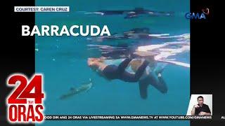 Freediver na inatake ng barracuda habang nagda-dive, sugatan | 24 Oras