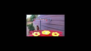 Hummingbirds feeding and playing #relaxingbirdsounds #animalshorts #birds  #birdsingingmusic