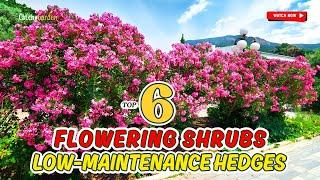 TOP 6 SHRUBS FOR LOW-MAINTENANCE HEDGES  | GARDENING MADE EASY!