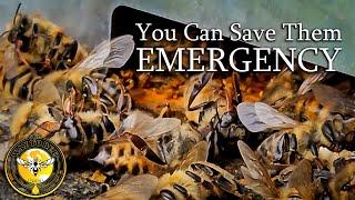 Honey Bees Starving To Death, but they can be saved if you act in time. Warm Winter Problems