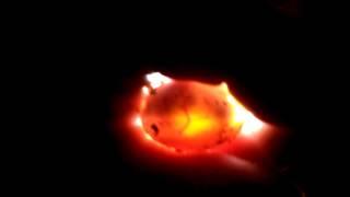 Candling a turtle egg.