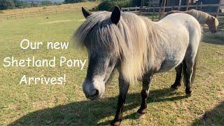 Our New Shetland Pony Arrives :TV Episode 503