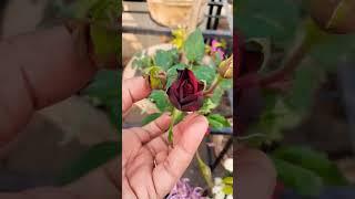 How to get maximum flower on rose plant #gardening #rosecare #roseplantfertilizers