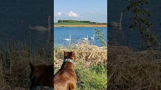 А БЕЛЫЙ ЛЕБЕДЬ на ПРУДУ #grafbalas #pitbull #dog #shorts