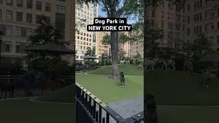 Dog Park in NEW YORK CITY #newyork #dogs #shortsfeed