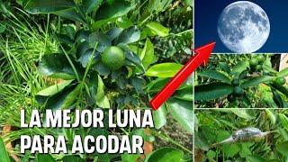 ACODO AÉREO/Árboles enanos en esta LUNA tienes  % de exito