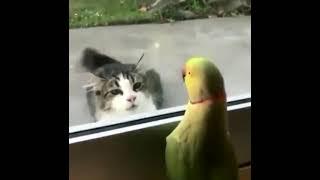 parrot and cat - peekaboo