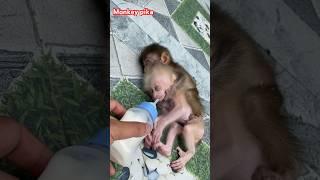 #monkey #animals #monkeypika #monkeybaby #babycute #baby #cutebaby #animal #monkeys #asmr